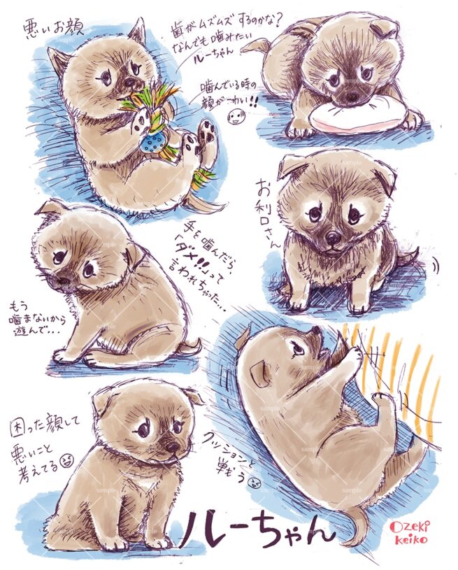 柴犬ルートのイラスト