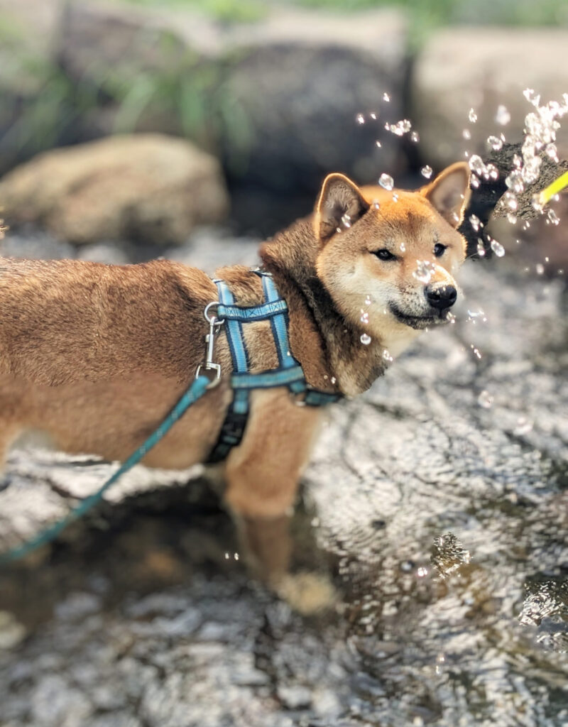 川で遊ぶ柴犬の写真